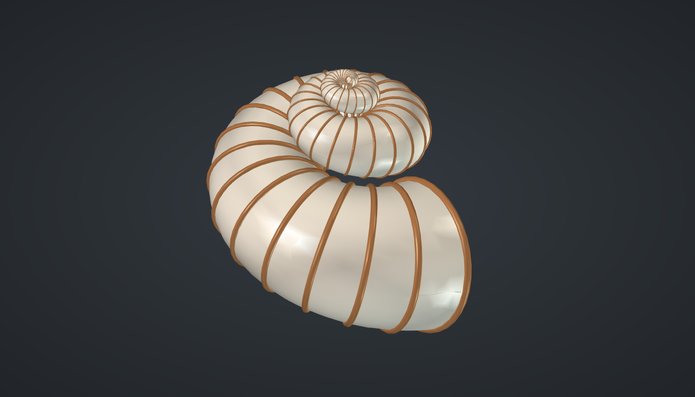 Spiral shell